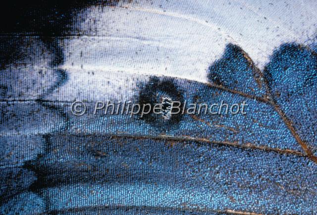 aile kallima albofasciata.JPG - Gros plan, aile de Kallima albofasciataLepidoptera, NymphalidaeInde